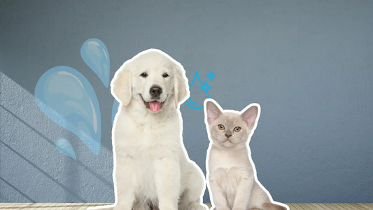 სუფთა და გაფილტრული წყალი შინაური ცხოველებისთვის – უსაფრთხო წყალი ძაღლებისა და კატებისთვის ქლორისა და მძიმე მეტალების გარეშე | Aquarea